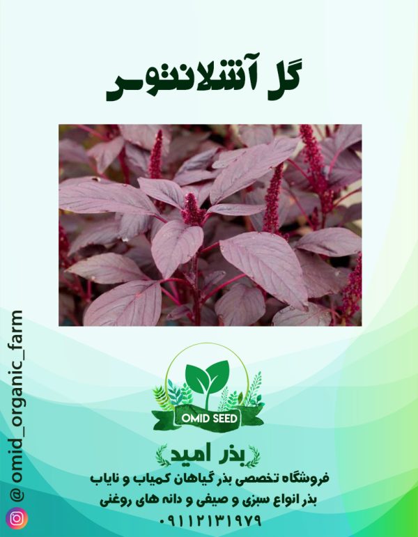 بذر گل آشلانتوس - تصویر 1