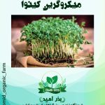 بذر میکرو گرین کینوا