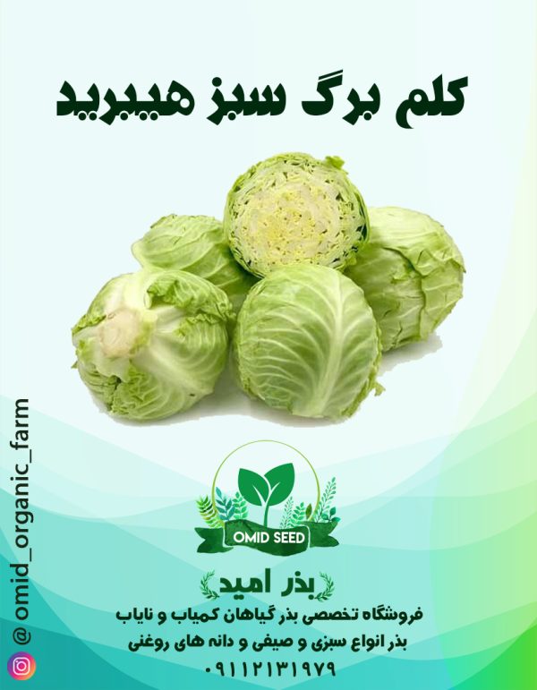بذر کلم برگ سبز هیبرید توکیتا - تصویر 1