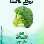 بذر کلم بروکلی هیبرید توکیتا