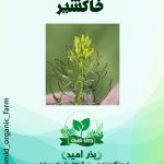بذر خاکشیر