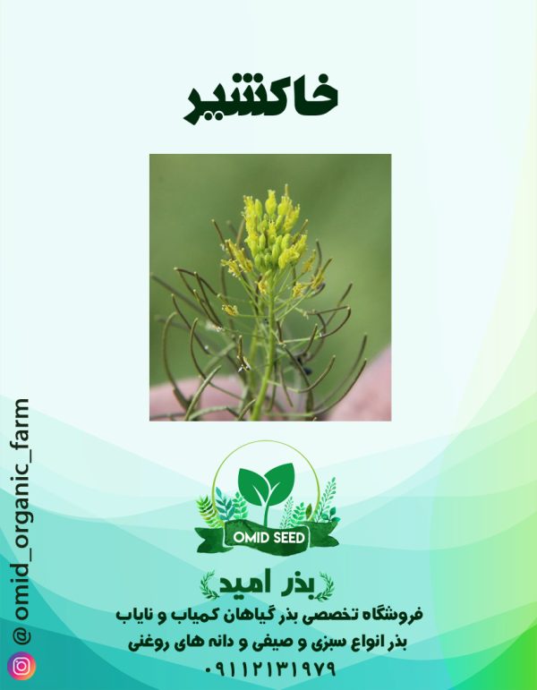 بذر خاکشیر - تصویر 1