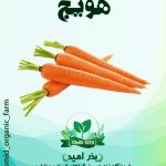 بذر هویج استاندارد پوپ
