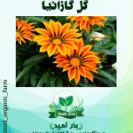 بذر گل گازانیا