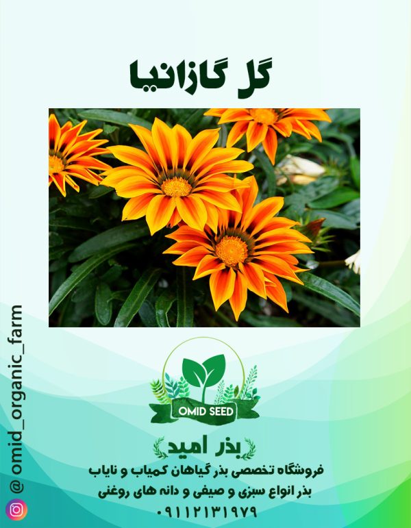 بذر گل گازانیا - تصویر 1