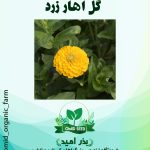 بذر گل آهار زرد