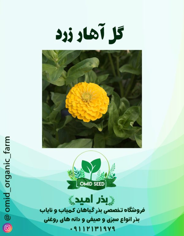 بذر گل آهار زرد - تصویر 1