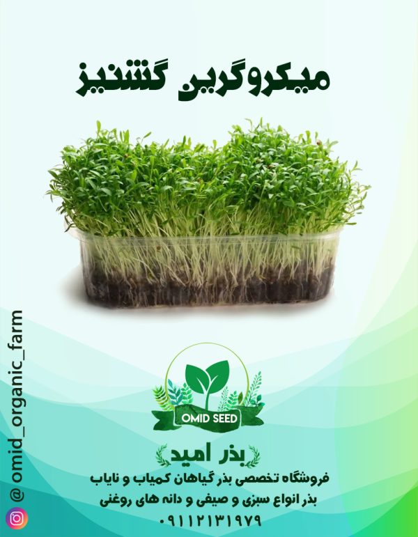 بذر میکرو گرین گشنیز - تصویر 1