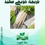 بذر تربچه سفید هویجی