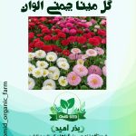 بذر گل مینا چمنی الوان