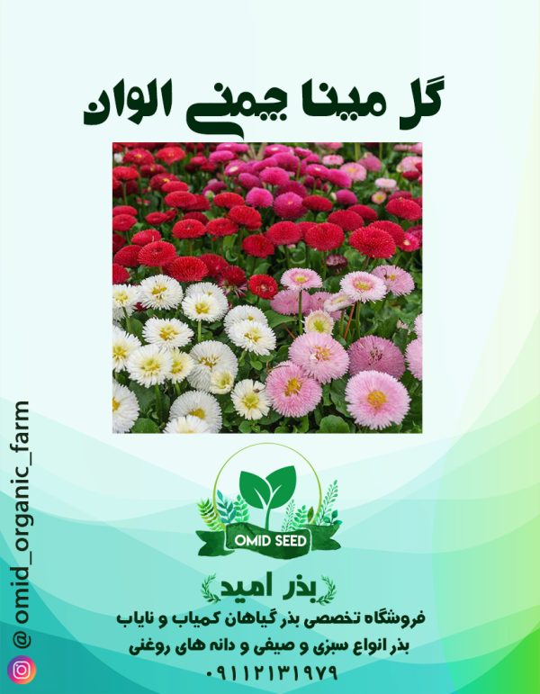 بذر گل مینا چمنی الوان - تصویر 1
