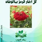بذر گل آهار قرمز پاکوتاه