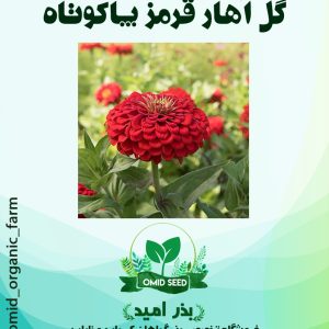 بذر گل آهار قرمز پاکوتاه
