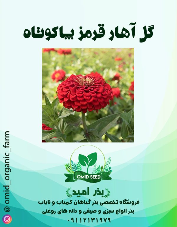 بذر گل آهار قرمز پاکوتاه - تصویر 1