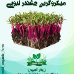 بذر میکرو گرین چغندر لبویی