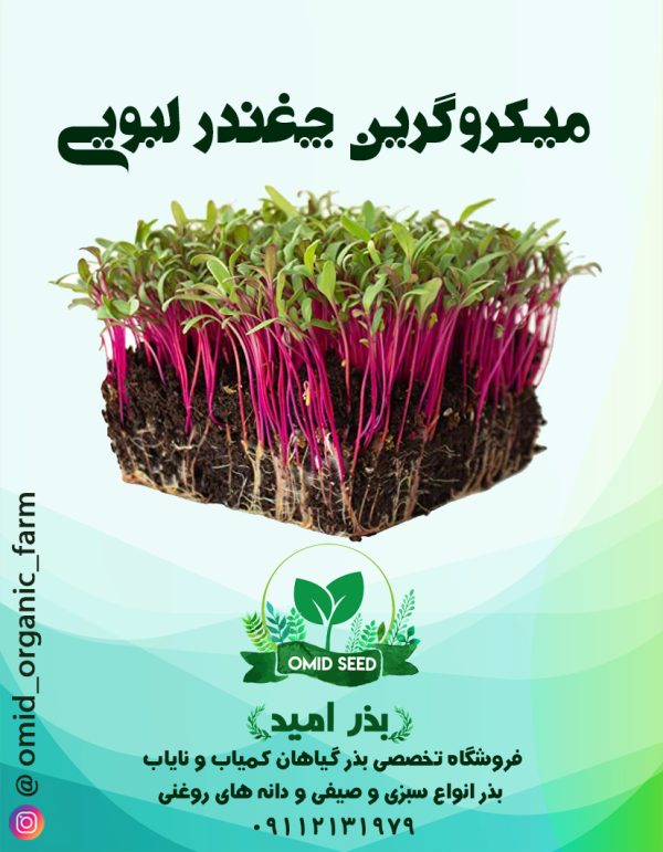 بذر میکرو گرین چغندر لبویی - تصویر 1