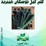 بذر کلم کیل توسکانی هیبرید توکیتا