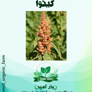 بذر کینوا