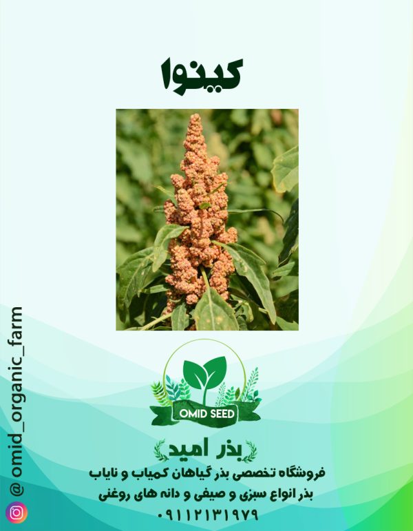 بذر کینوا - تصویر 1