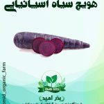 بذر هویج بنفش اسپانیایی