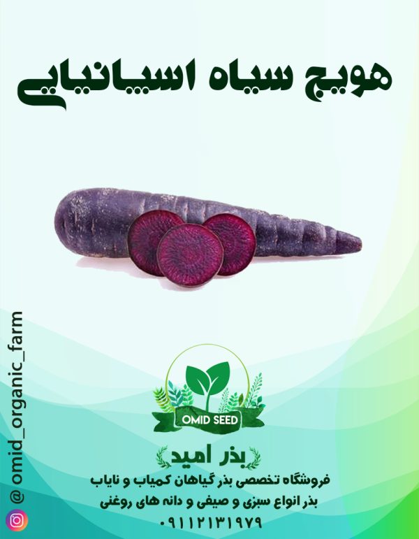 بذر هویج بنفش اسپانیایی - تصویر 1