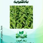 بذر بادرشبویه