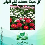 بذر گل مینا دسته گلی الوان
