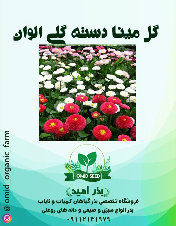 بذر گل مینا دسته گلی الوان - تصویر 1