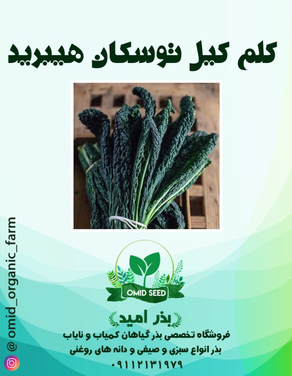 بذر کلم کیل توسکانی هیبرید توکیتا - تصویر 1