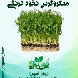 بذر میکرو گرین نخود سبز