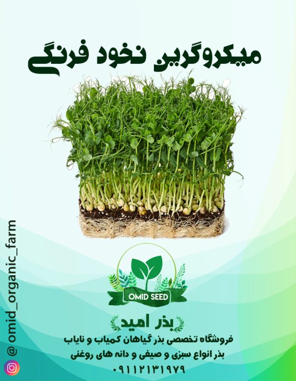 بذر میکرو گرین نخود سبز - تصویر 1