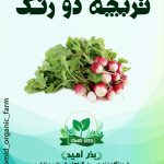 بذر تربچه نقلی دو رنگ