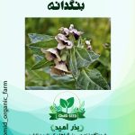 بذر بنگدانه