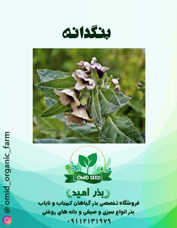 بذر بنگدانه - تصویر 1