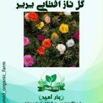 بذر گل ناز آفتابی پرپر