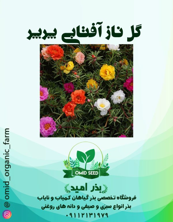 بذر گل ناز آفتابی پرپر - تصویر 1