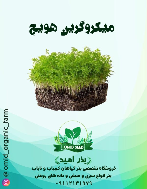 بذر میکرو گرین هویج - تصویر 1