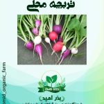 بذر ترچه محلی میکس