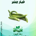 بذر خیار چنبر