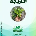 بذر اناریجه