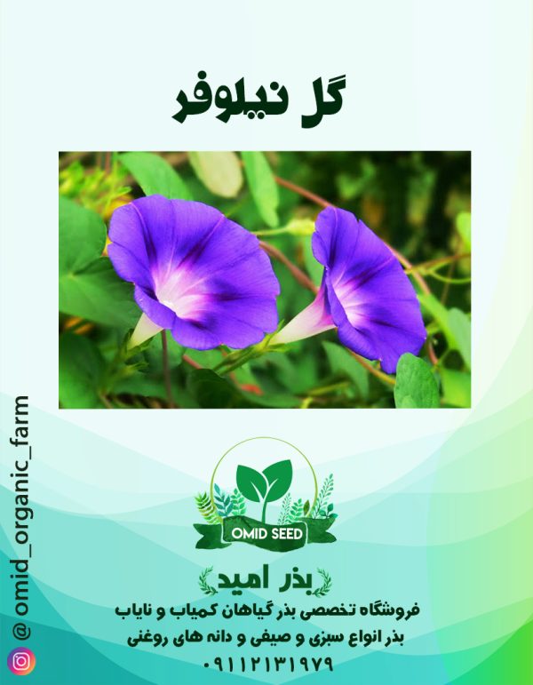 بذر گل نیلوفر - تصویر 1