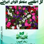 بذر گل اطلسی معطر الوان ایرانی