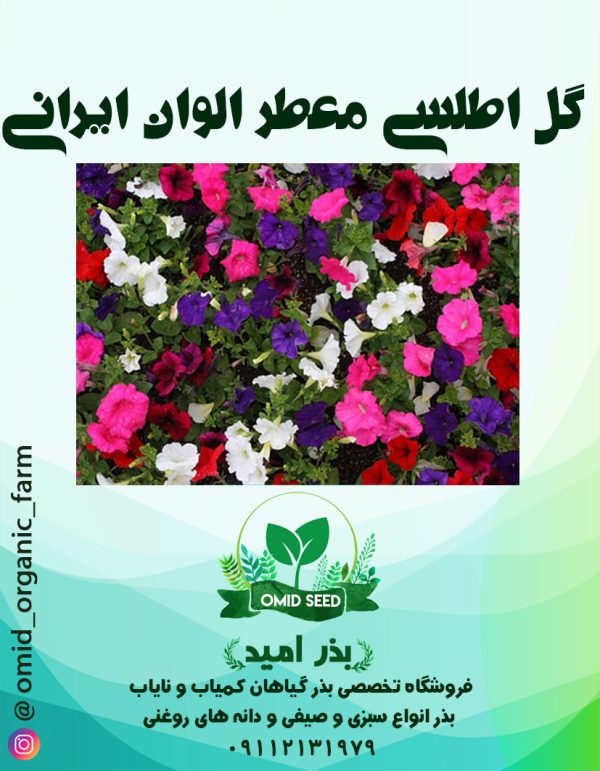 بذر گل اطلسی معطر الوان ایرانی - تصویر 1