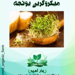 بذر میکرو گرین یونجه
