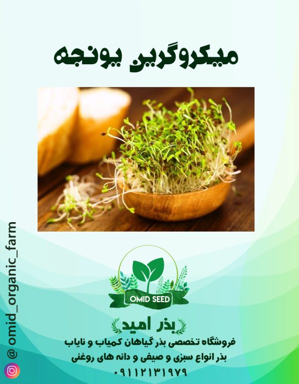 بذر میکرو گرین یونجه - تصویر 1