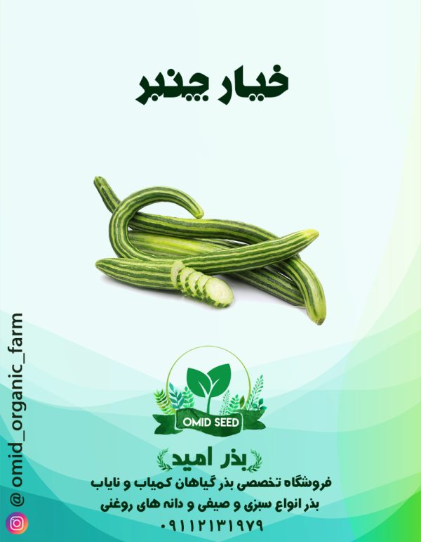 بذر خیار چنبر - تصویر 1