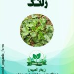 بذر زلنگ ( چوچاق )