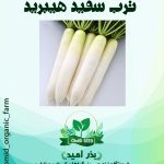 بذر ترب سفید هیبرید