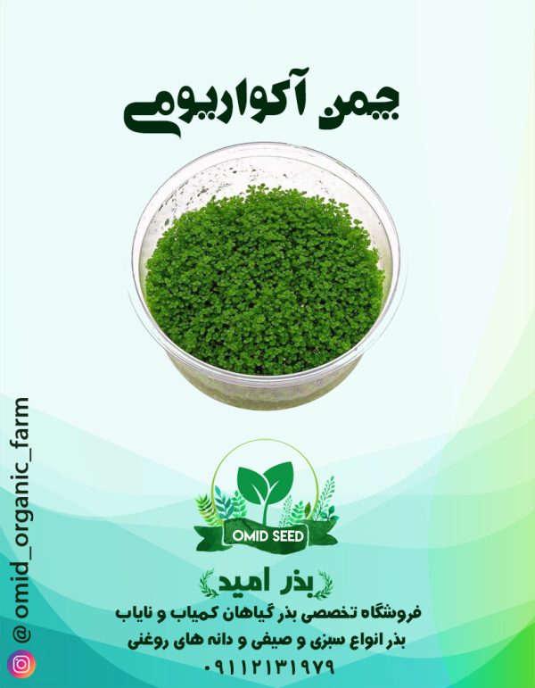 بذر چمن آکواریومی مونت کارلو - تصویر 1