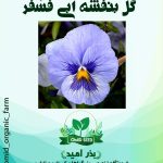 بذر گل بنفشه آبی فسفری